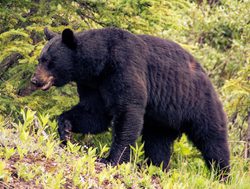 Jasper National Park black bear