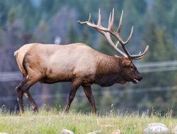 Jasper National Park bull elk