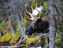 Jasper National Park bull moose profile