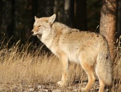 Jasper National Park coyote