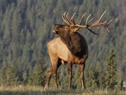 Jasper National Park elk