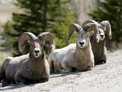 Jasper National Park group of big horn sheep