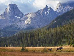 Jasper National Park moose in the valley