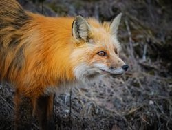 Jasper National Park red fox