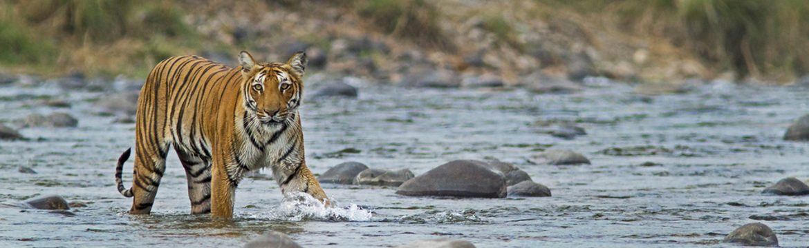 Featured image for Jim Corbett National Park
