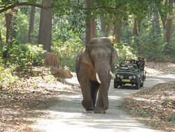 Elephant with jeep safari