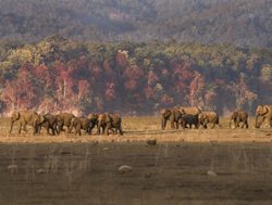 Herd of Elephants in Jim Corbett