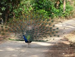 Jim Corbett National Park peacock