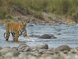 Tiger crossing river in Jim Corbett