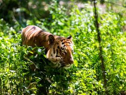 Tiger in jungle of Jim Corbett National Park