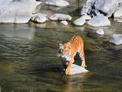 Tiger in river Corbett Park