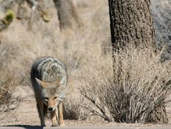 Coyote in California%27s Joshua Tree National Park