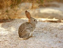 Joshua Tree National Park cottontail rabbit