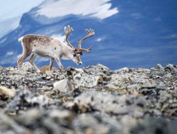 Jotunheimen National Park European reindeer