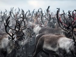 Jotunheimen National Park hrd of reindeer