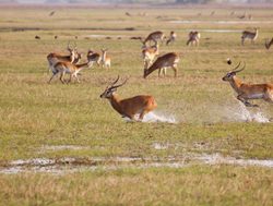 Kafue National Park herd of lechwe