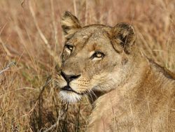 Kafue National Park lion