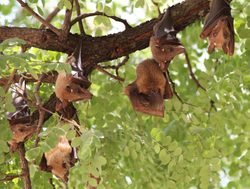 Kafue National Park vampire bat
