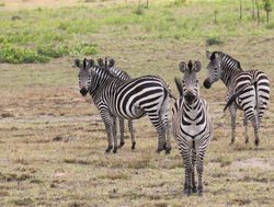 Kafue National Park zebras