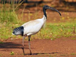 Kakadu National Park ibis