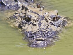Kakadu National Park saltwater crocodile face