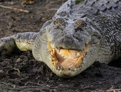 Kakadu National Park saltwater crocodile mouth open