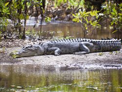 Kakadu National Park saltwater crocodile on beach
