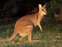 Kakadu National Park wallaby