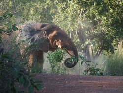 20210209185817 Kakum National Park elephant in bush