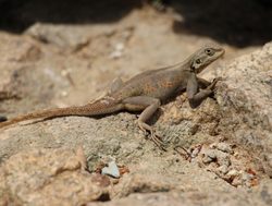 Kakum National Park lizard