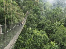 Kakum National Park suspension bridge