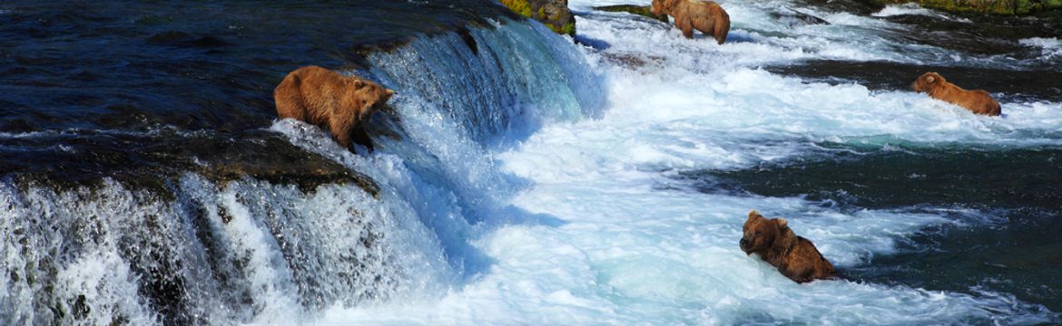 Featured image for Katmai National Park