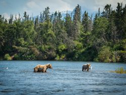 Bears in river of Katmai National Park
