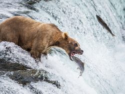 Grizzley bear and sockeye salmon in Katmai