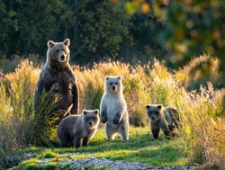 Katmai National Park mother brown bear with thee cubs