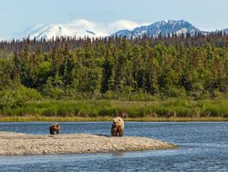 Katmai National Park pair of brown bears