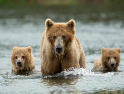 Mother bear and cubs in Katmai river