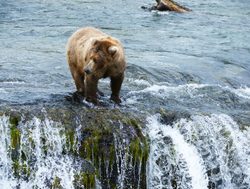 grizzly bear fishing in Katmai National Park