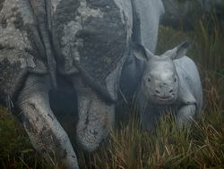 Baby rhino in Kaziranga