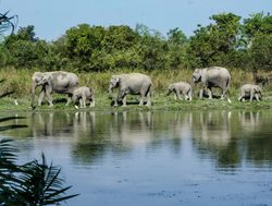 Elephants along riverbank