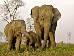 Elephants in Kaziranga National Park