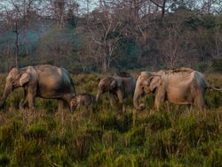 Kaziranga National Park elephants