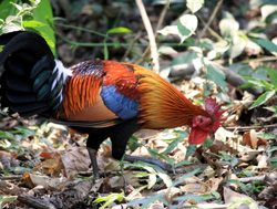 Kaziranga National Park jungle fowl