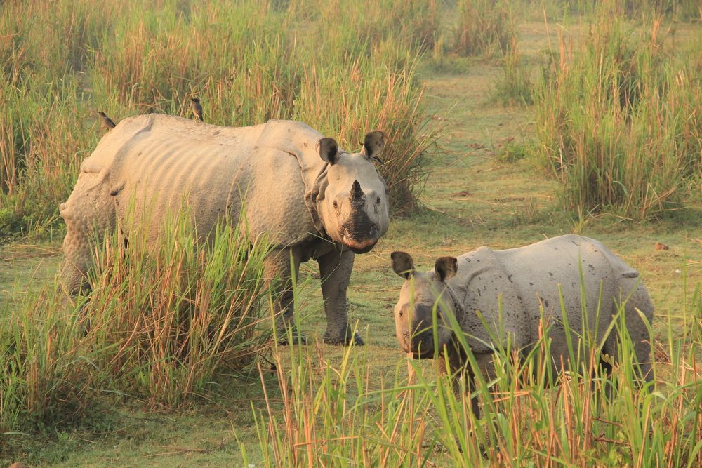 Kaziranga National Park (Official GANP Park Page)