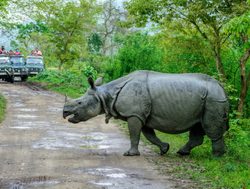 Rhino and Safari in Kaziranga Park