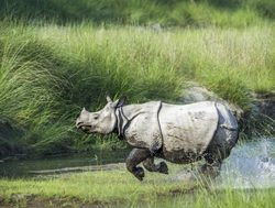 Rhino running across river