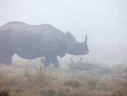 Single horn rhino in Kaziranga
