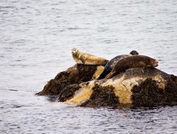 Kejimkujik National Park sea lions