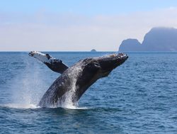 Humpback whale jumping in the waters of Kenai Fjords