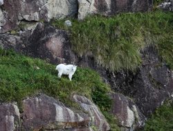Kenai Fjords National Park Mountain Goat